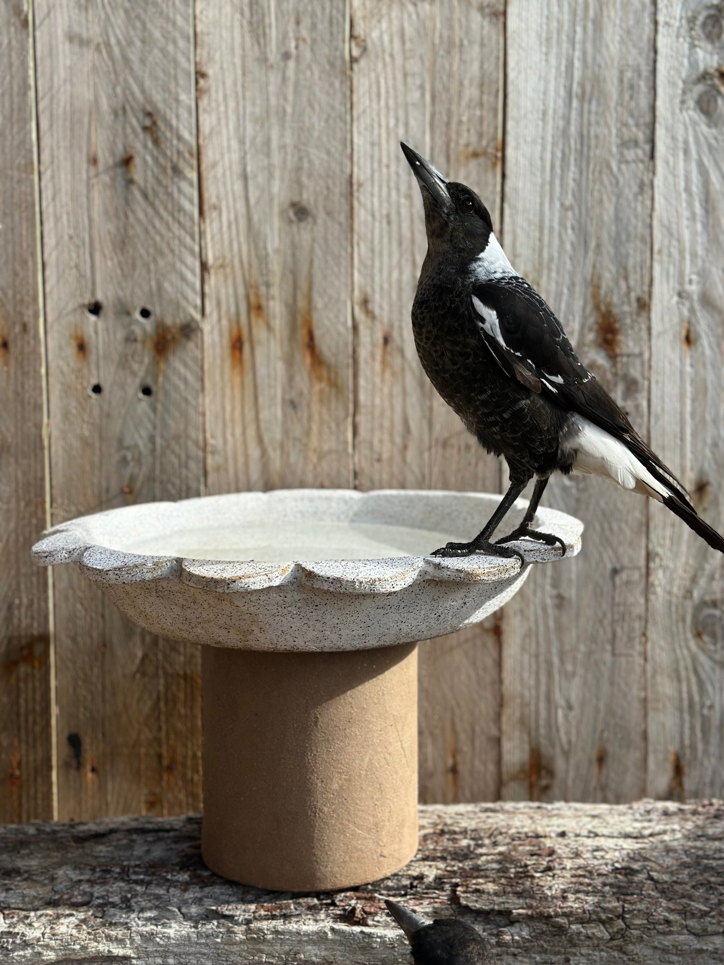 Sunform Vessel by Heidi Dickinson – hand-built ceramic form with scalloped rim and speckled white stoneware surface